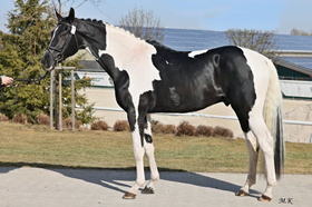 FARBENPRINZ